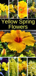 Check spelling or type a new query. 11 Yellow Spring Flowers To Make Your Garden Pop