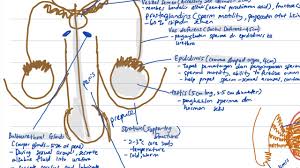 Bab 5 punye file power point tak? Biologi Bab 4 Bahagian 1 Sistem Pembiakan Manusia Spm Tingkatan 5 Youtube