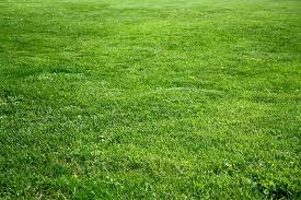 All You Need To Know About Kentucky Bluegrass Grass Textures Grass Seed Lawn