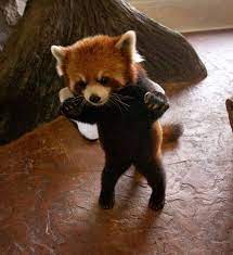 Best Of The Week Cute Animal Pictures 47 Cutest Paw Panda Paramore Aneh