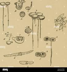 Image result for Wolffiella repanda