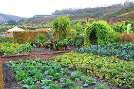 Check spelling or type a new query. What Can Chickens Eat Out Of The Garden Backyard Poultry