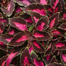Image result for Coleus scutellarioides