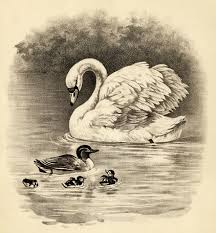 Baby Swan Clipart Black And White Vintage Animal Clipart Swan Duck Duckling Image Black And White Clip Art Farm Animal Illustration Old Fashioned Bird Art Vi Clip Art Vintage Swans Art Art