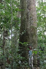 Image result for Gilbertiodendron dewevrei