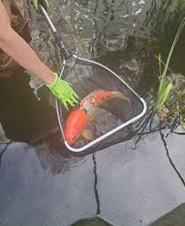 If there is something special about koi fish that will shock you is their worth. How Much Is This Koi Worth It S 26 Inch And I M Not Sure If It S A Mix Or A Specific Breed Koi