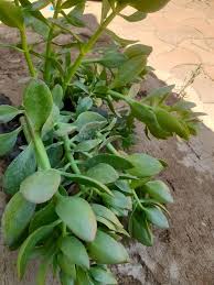 Image result for Kleinia sp.no.1