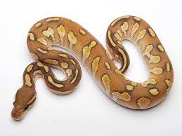 Butter Black Head Ghost Morph List World Of Ball Pythons Pet Snake Ball Python Ball Python Morphs