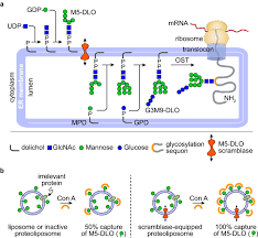 30min | comedy | episode aired june 2006. Complexity Of The Eukaryotic Dolichol Linked Oligosaccharide Scramblase Suggested By Activity Correlation Profiling Mass Spectrometry Scientific Reports