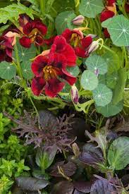 Black Velvet Nasturtium Purple Flowers Garden Flower Stock Photography Nasturtium