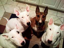 Moorpark Bull Terrier Pack Bull Terrier English Bull Terriers Bull Terrier Rescue