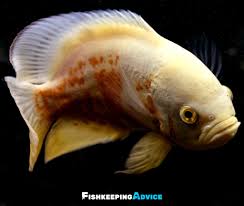 In the wild they usually grow slightly larger and there have. The Ultimate Oscar Fish Care Guide 2021 Everything You Need To Know