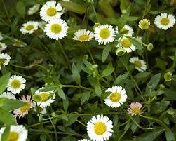 Image result for Erigeron karvinskianus
