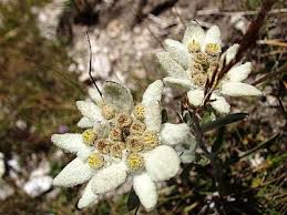 Image result for Emilia caespitosa