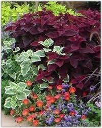 Alibaba.com offers 15922 heat resistant flowers products. Heattolerant Nursery Plants Summer Must Make List Take With And Its Hot Hot Hot Toheat Tolerant Plan Plants Heat Tolerant Plants Southern Garden