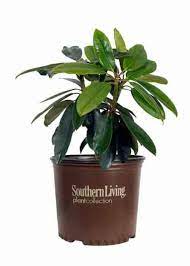 Rhododendron /ˌroʊdəˈdɛndrən/ is a very large genus of 1,024 species of woody plants in the heath family (ericaceae), either evergreen or deciduous, and found mainly in asia. Southgate Divine Rhododendron Shop With Plantsbymail Com