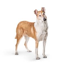 スムース コリー