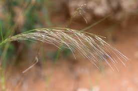 Image result for Stipagrostis