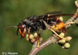 Image result for Melhania velutina