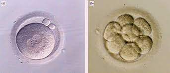 Check spelling or type a new query. The Zygote And Early Embryo Chapter 7 Fertilization