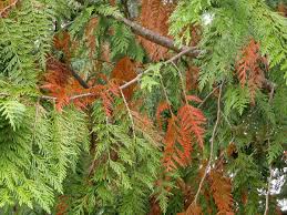 Image result for didymascella thujina