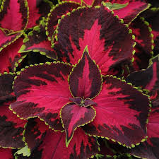 Image result for Coleus hereroensis
