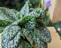Image result for Streptocarpus leptopus