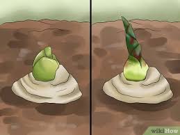 Check spelling or type a new query. How To Grow A Ginger Plant 13 Steps With Pictures Wikihow