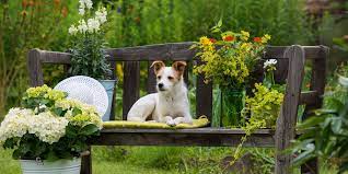 Check spelling or type a new query. Plants Toxic To Dogs And Plants Safe For Dogs The Ultimate List
