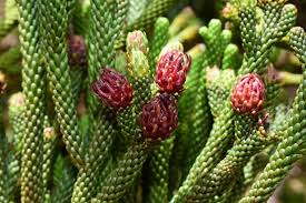 Image result for Costularia