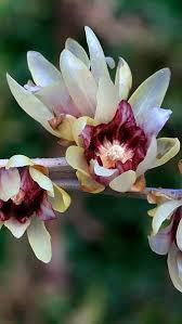 Your garden needn't look dreary in winter. Chimonanthus Praecox Or Wintersweet Winter Flowering Shrub Winter Flowering Shrubs Flowering Shrubs Spring Flowering Bulbs