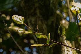 Image result for Cryptocarya liebertiana