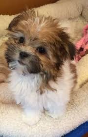 They possess a high degree of intelligence and have an even temperament which makes them ideal. 30 Miki Dogs Ideas Miki Dog Dogs Puppies