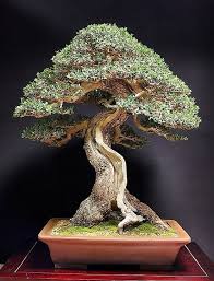 Pin By Mary Verrette On Bonsai Olive Tree Bonsai Bonsai Art Bonsai Tree