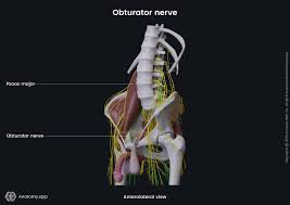 Image result for Obturator Nerve Compression
