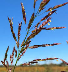 Image result for Sorghum halepense