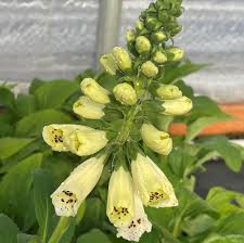 Image result for Digitalis purpurea