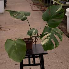 Image result for Selago albomarginata