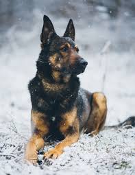 While predominantly considered a single breed. Belgian Shepherd Pictures Download Free Images On Unsplash