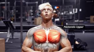 The chest is made up primarily of two muscles: 4 Exercises You Should Be Doing To Build A Big Square Chest Youtube