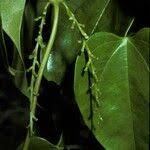 Image result for Dioscorea cayenensis