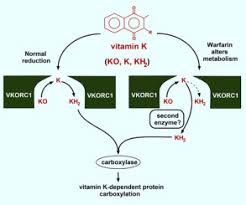 Factor ii vii ix x protein c protein s. Warfarin Alters Vitamin K Metabolism A Surprising Mechanism Of Vkorc1 Uncoupling Necessitates An Additional Reductase Sciencedirect