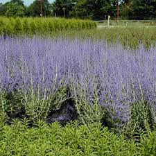 Image result for Perovskia atriplicifolia lacey blue photo