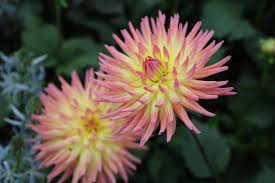 Check spelling or type a new query. 20 Perfect Flowers For Cutting Gardens Hgtv