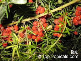 Image result for Asparagus radiatus