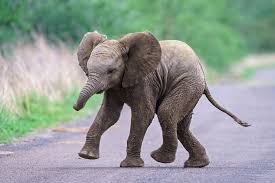 11 Fascinating Baby Elephant Facts (Behavior, Size & Survival)