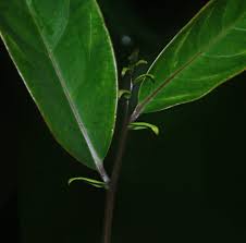 Image result for Anisophylleaceae