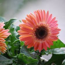 Image result for Gerbera jamesonii