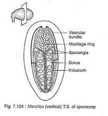 Image result for Marsilea subterranea
