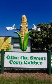 Big Corn Ayr Qld Australia Vacation Australia Travel Oz
